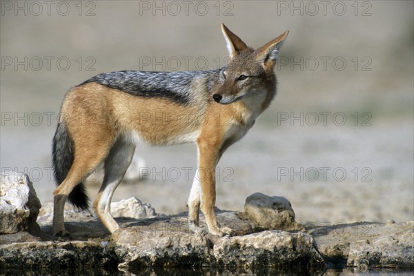 Black-backed jackal (Canis mesomelas) at waterhole in the Kalahari desert, Kgalagadi Transfrontier
