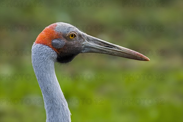 Close up portrait of brolga, native companion, Australian crane (Antigone rubicunda) native to