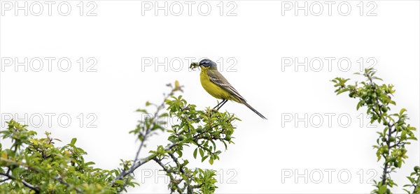Western yellow wagtail, blue-headed wagtail (Motacilla flava flava) adult male in breeding plumage