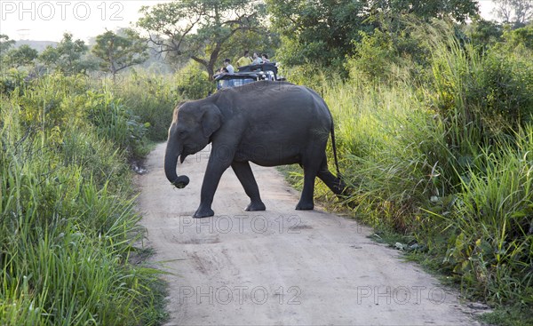 Wild elephants in Hurulu Eco Park biosphere reserve, Habarana, Anuradhapura District, Sri Lanka,