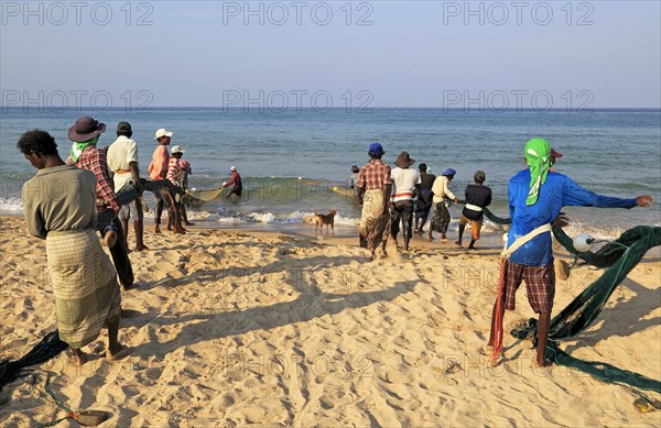 Traditional fishing hauling nets Nilavelli beach, near Trincomalee, Eastern province, Sri Lanka,