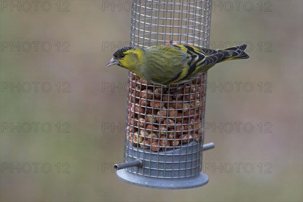 Eurasian siskin, European siskin, common siskin (Spinus spinus) male in breeding plumage eating