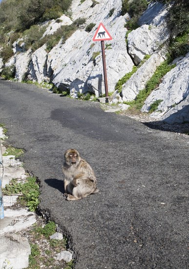 Barbary macaque apes, Gibraltar, British terroritory in southern Europe Barbary macaque apes,