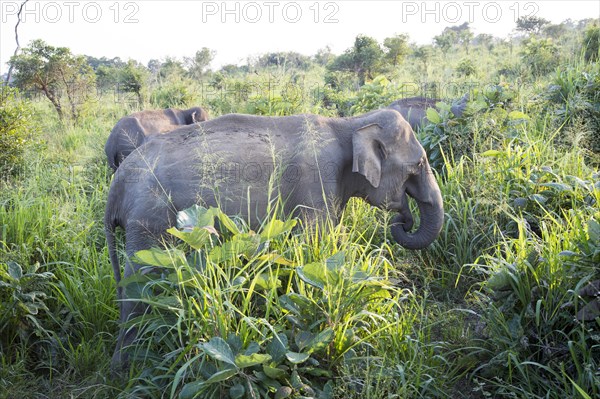 Wild elephants in Hurulu Eco Park biosphere reserve, Habarana, Anuradhapura District, Sri Lanka,