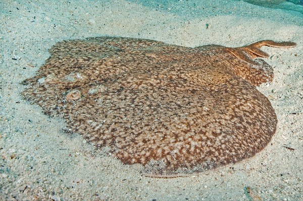 Marbled electric ray (Torpedo marmorata) Electric ray Torpedo ray Marbled electric ray lies on