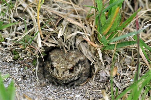 Juvenile common European toad (Bufo bufo) hiding in Field cricket's burrow (Gryllus campestris), La