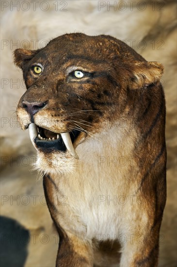 Close up of Smilodon, extinct saber-toothed cat at Prehisto Parc, theme park about prehistoric life