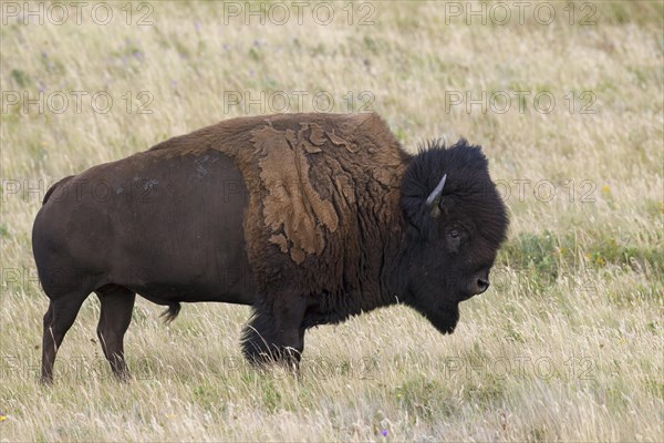 American bison, American buffalo (Bison bison) bull in summer, Waterton Lakes National Park,