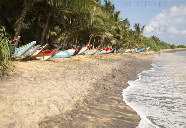 Brightly coloured fishing canoes under coconut palm trees of tropical sandy beach, Mirissa, Sri