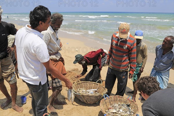 Traditional fishing hauling nets Nilavelli beach, near Trincomalee, Eastern province, Sri Lanka,
