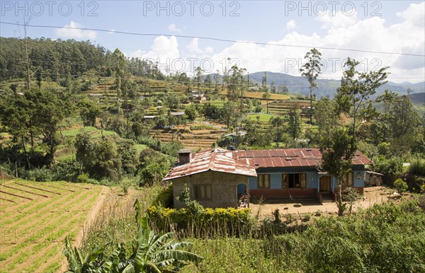 Intensive subsistence vegetable farming near Nuwara Eliya, Sri Lanka, Asia