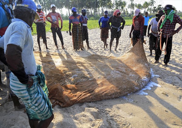 Traditional fishing catch landed in net Nilavelli beach, near Trincomalee, Eastern province, Sri