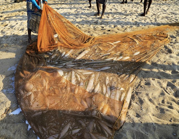 Traditional fishing catch landed in net Nilavelli beach, near Trincomalee, Eastern province, Sri