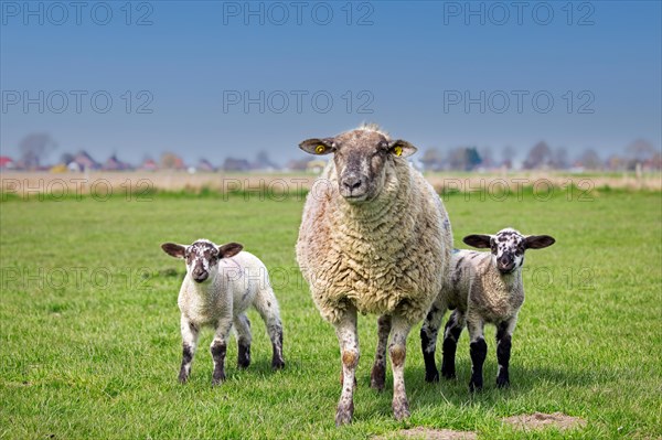 Domestic sheep ewe with twin black and white lambs in meadow, pasture in spring,