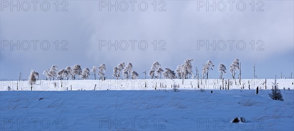 Snow covered burned trees in frozen moorland at Noir Flohay in the nature reserve High Fens, Hautes