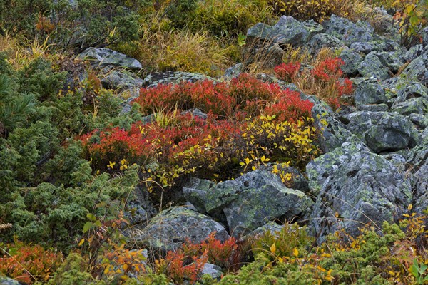 Autumn colours of shrubbery in the mountains of the Swiss National Park at Graubuenden, Grisons in