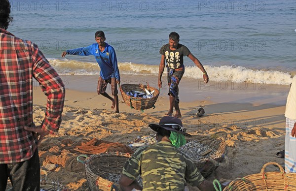 Traditional fishing hauling nets Nilavelli beach, near Trincomalee, Eastern province, Sri Lanka,