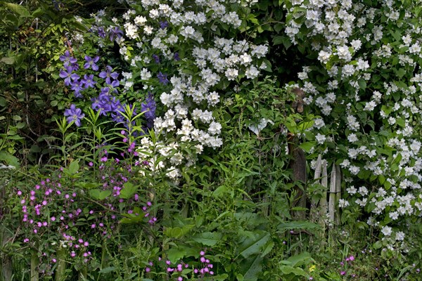 Sweet Mock-orange, English Dogwood (Philadelphus coronarius) and Red campion (Silene dioica,