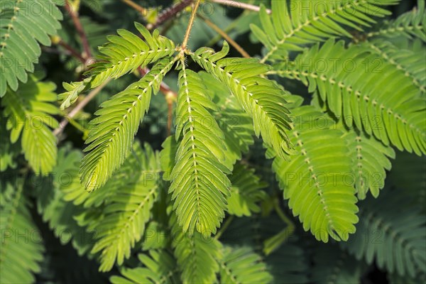Sensitive plant, sleepy plant, touch-me-not (Mimosa pudica) close-up of leaflets folding inwards,