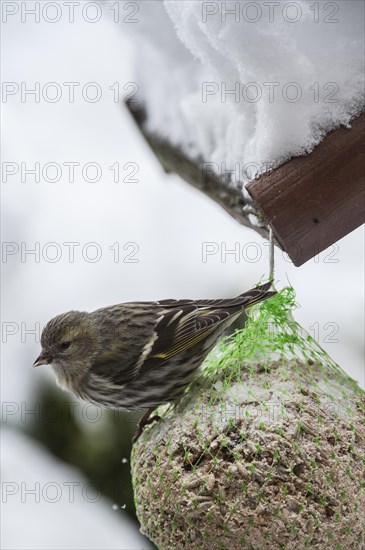 Eurasian Siskin (Carduelis spinus) female feeding from fat ball at bird feeder in garden in the