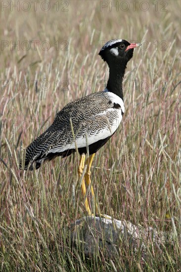 White-quilled bustard, Northern black korhaan (Eupodotis afraoides) on rock in grassland, Etosha