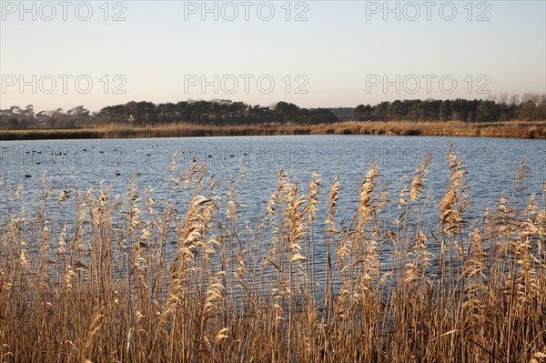 Reservoir water storage used to irrigate farmland, Bawdsey, Suffolk