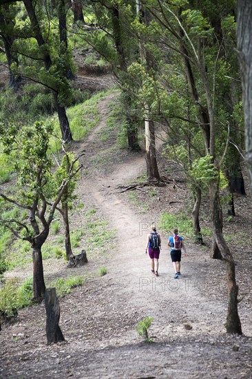 Walkers passing through forest, Ella Rock mountain, Ella, Badulla District, Uva Province, Sri