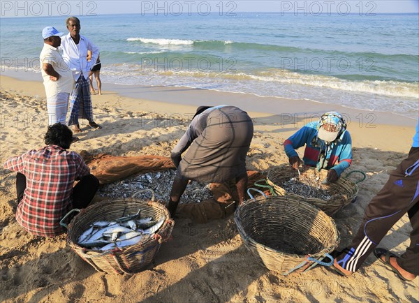 Traditional fishing hauling nets Nilavelli beach, near Trincomalee, Eastern province, Sri Lanka,