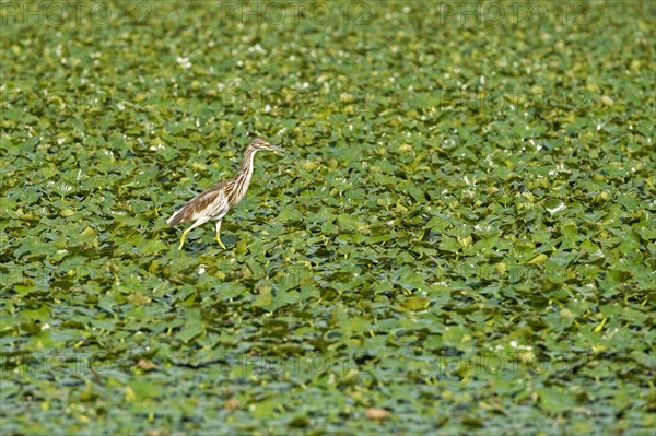 Squacco heron (Ardeola ralloides) in Skadar Lake, Lake Scutari, Lake Shkoder, Skadarsko Jezero