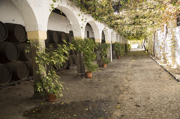 Historic courtyard with grapevines, Bodegas Domecq, Jerez de la Frontera, Cadiz province, Spain,