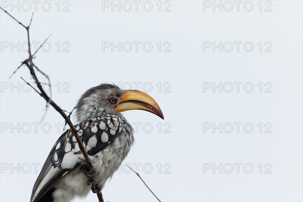 A red-ringed toco, Tockus leucomelas, bird with a striking beak sitting on a branch, Namibia,