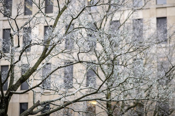 The trees in Berlin are frozen on Thursday morning. There is currently an official warning of icy