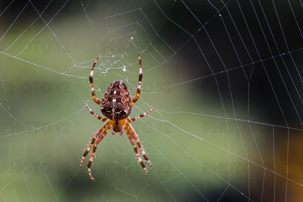 European garden spider, diadem spider, orangie, cross spider, crowned orb weaver (Araneus
