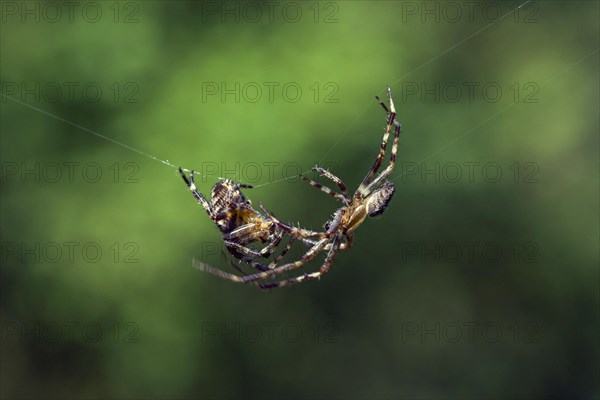 European garden spiders, diadem spider, cross spider, cross orbweaver (Araneus diadematus),