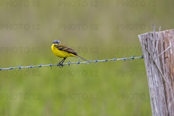 Western yellow wagtail, blue-headed wagtail (Motacilla flava flava) adult male in breeding plumage