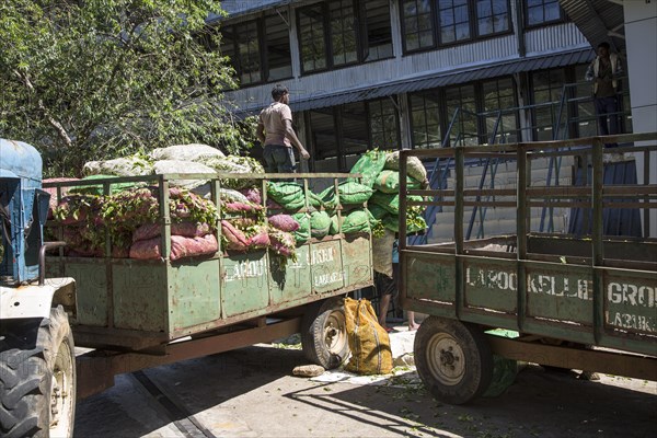 Freshly picked tea leaves arriving at Mackwoods tea estate factory, Nuwara Eliya, Central Province,