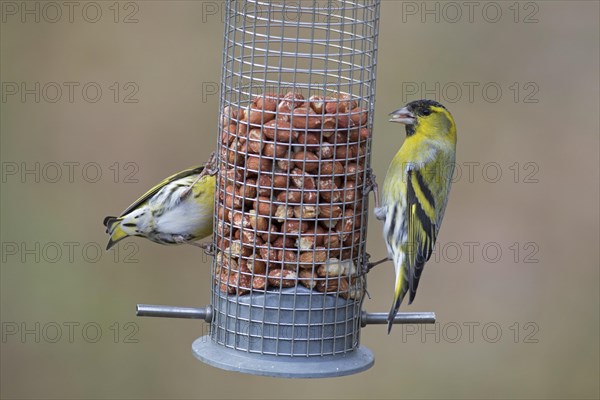 Two Eurasian siskin, European siskin, common siskins (Spinus spinus) males in breeding plumage