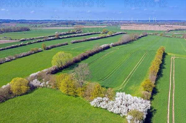 Aerial view over bocage landscape with fields and pastures shielded by blooming hedges and