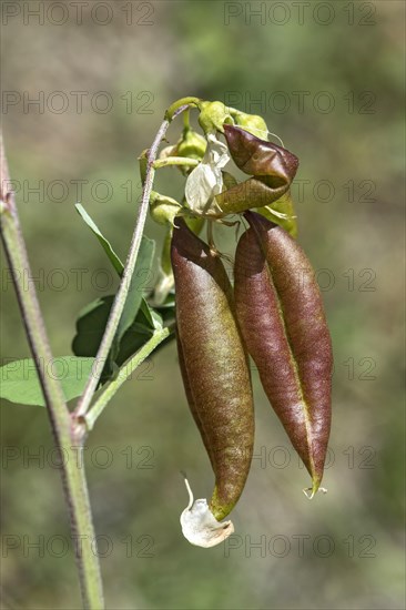 Red-brown, blistered, parchment-like fruits of the yellow bladder bush (Colutea arbrescens),