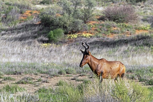 Red hartebeest, Cape hartebeest (Alcelaphus buselaphus caama) in the Kalahari Desert, Kgalagadi