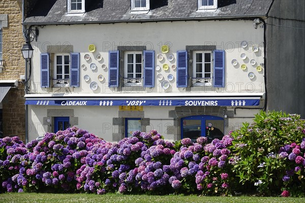 Souvenir shop behind hydrangeas at the enclosed parish of Enclos Paroissial de Pleyben from the