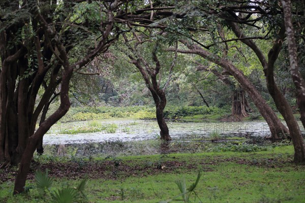 Natural vegetation water, trees at UNESCO World Heritage Site, the ancient city of Polonnaruwa, Sri