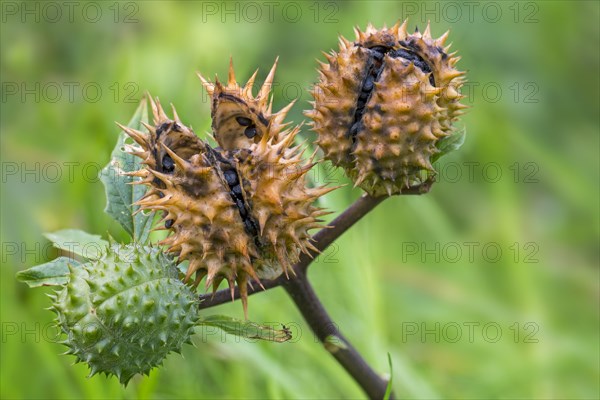 Thorn apple, jimsonweed, jimson weed, devil's snare, devil's trumpet (Datura stramonium), close-up