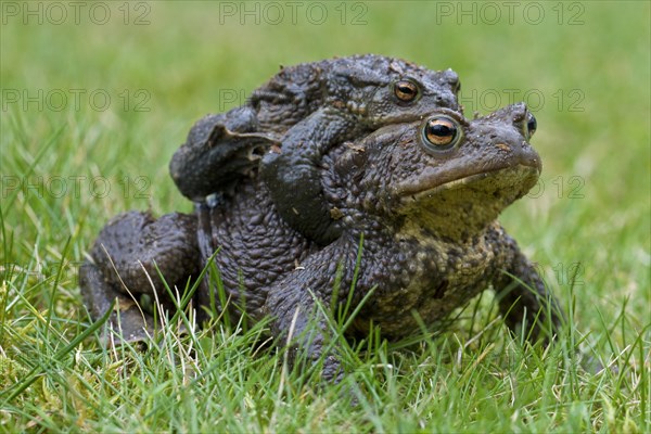 Common Toad, European Toad (Bufo bufo) pair migrating in amplexus to breeding pond in spring,