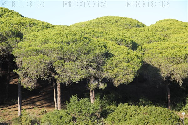 Stone pine trees, Pinus pinea, Parque Natural de Acantilado, Parque Natural de La Brena, Barbate,