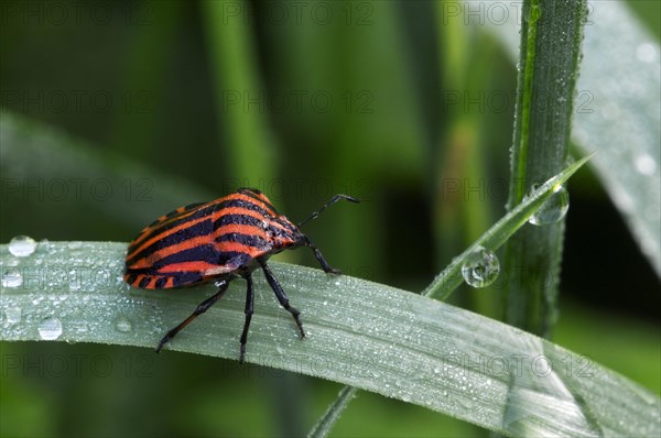 Italian striped-bug, Minstrel bug, Harlequin bug (Graphosoma lineatum, Graphosoma italicum) in