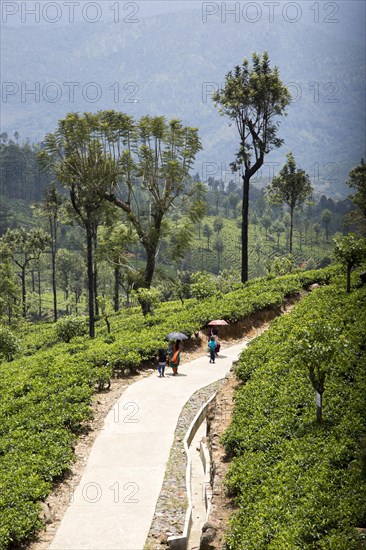 Women walking with shade umbrellas in town of Haputale, Badulla District, Uva Province, Sri Lanka,