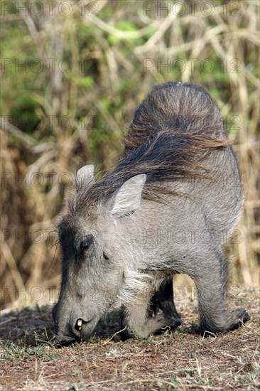 Kneeling common warthog (Phacochoerus aethiopicus) grazing in the Mole National Park, Ghana, West