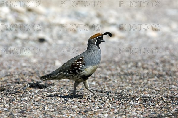 Gambel's quail (Callipepla gambelii, Lophortyx gambelii) male foraging in the desert, native to
