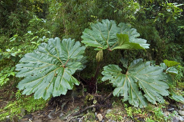Giant leaves of poor man's umbrella (Gunnera insignis) in cloud forest, Tapanti National Park,
